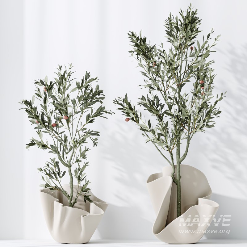 AV Indoor plants set 194 Lemon Lime Cane Dragon and Schefflera Arboricola Umbrella and Bird Of ParadiseBird and Mission Olive Tree - Image 8