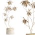 AV HousePlants Japandi Decorative Minimalism Ficus Dracaena Marginata - Thumbnail 3