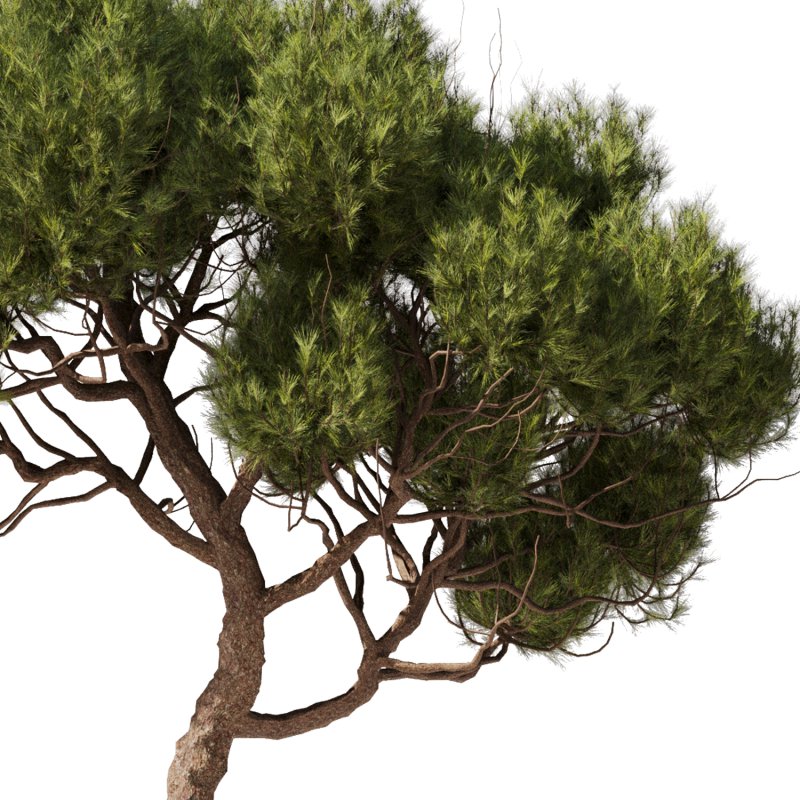Tree Set28 – Pine tree - Image 2