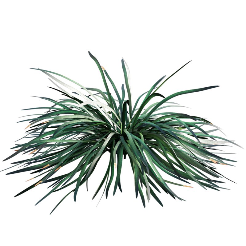 Ophiopogon japonicus - Image 5