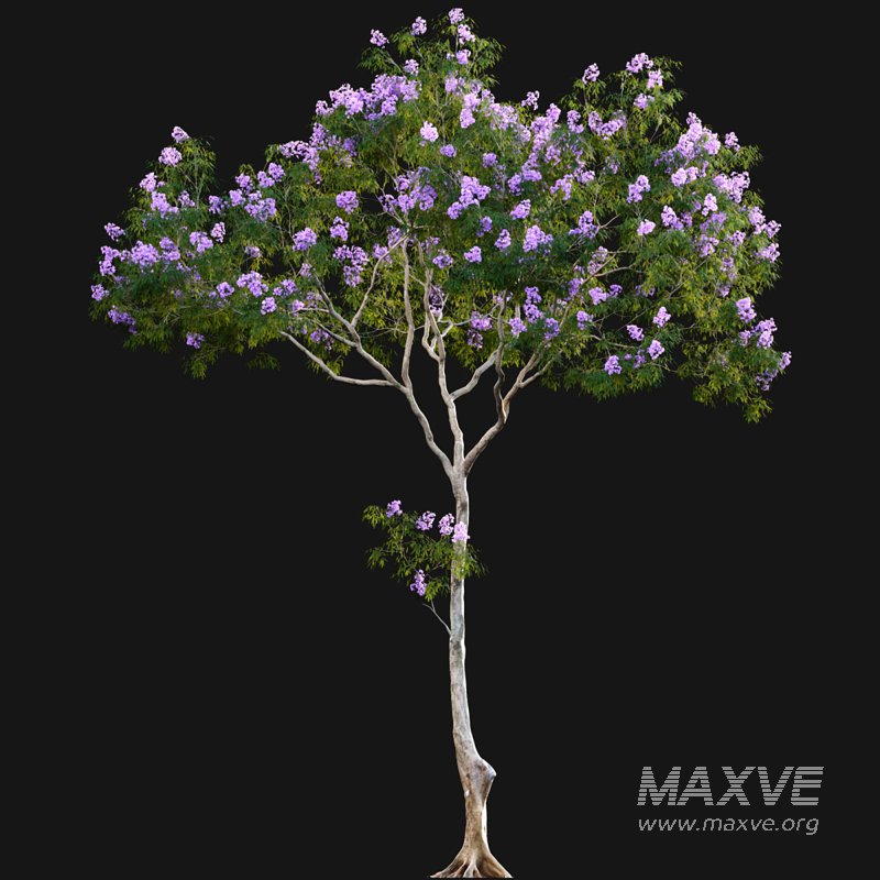Jacaranda - Image 4