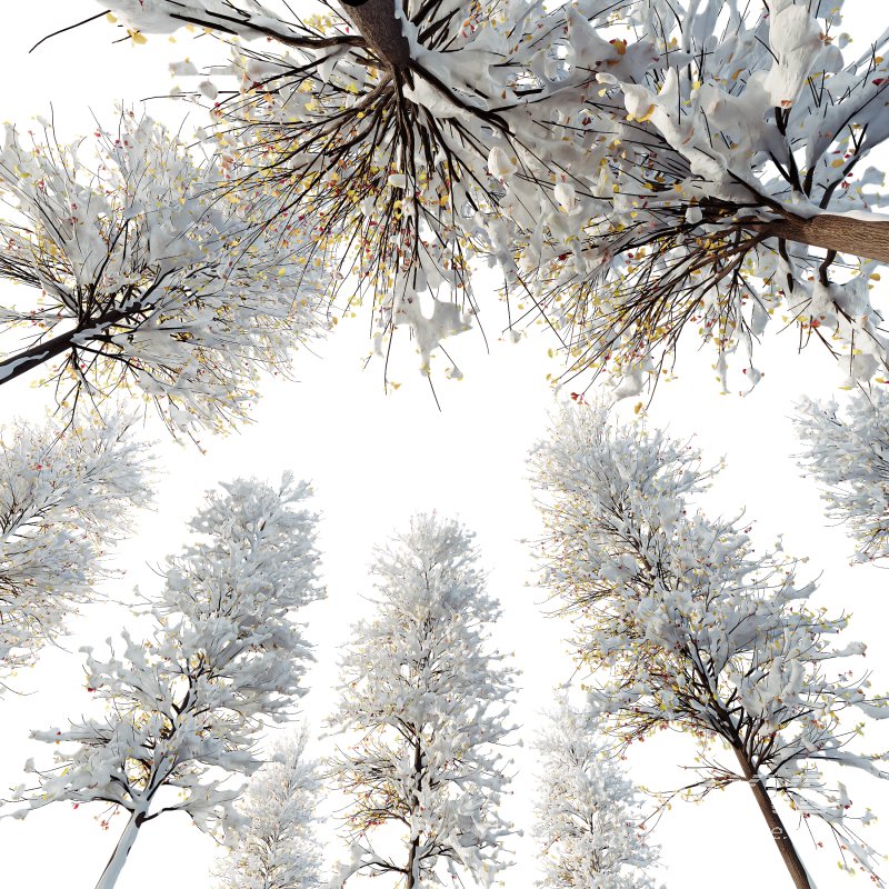 AV Plants Maidenhair Tree Ginkgo Biloba Winter Snow - Image 2