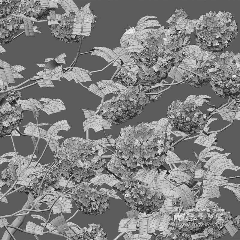 Viburnum opulus Roseum – European Cranberry bush 03 - Image 5