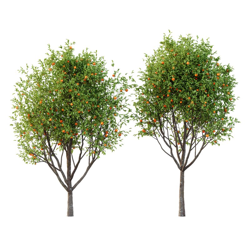 Diospyros Kaki Tree 03 - Image 1