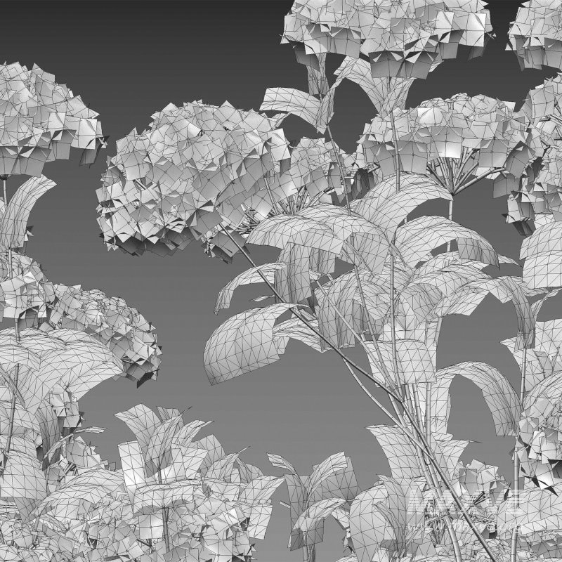 Viburnum opulus Roseum – European Cranberry bush 01 - Image 6