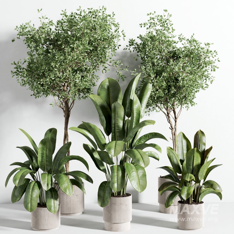 indoor plant 526 - Image 4