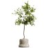 AV HousePlants Japandi Decorative Minimalism Ficus Dracaena Marginata05 - Thumbnail 1