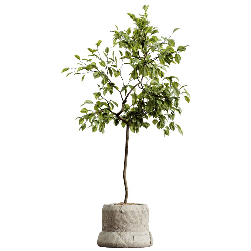 AV HousePlants Japandi Decorative Minimalism Ficus Dracaena Marginata05 - Image 1