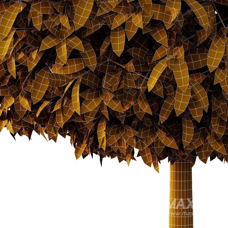 Michelia Maudiae Tree 02 - Image 4