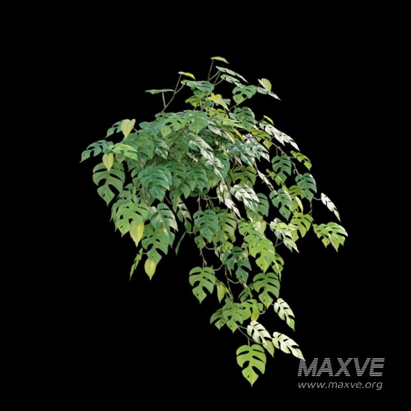 Rhaphidophora tetrasperma – Mini Monstera - Image 2