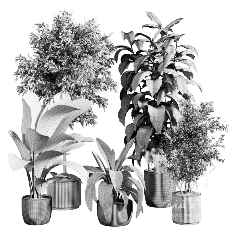 indoor plant 524 - Image 4