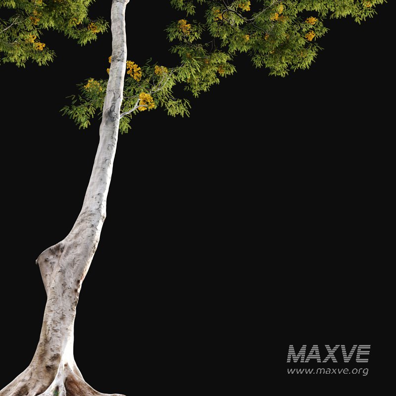 Cassia splendida – Golden Wonder Senna - Image 2