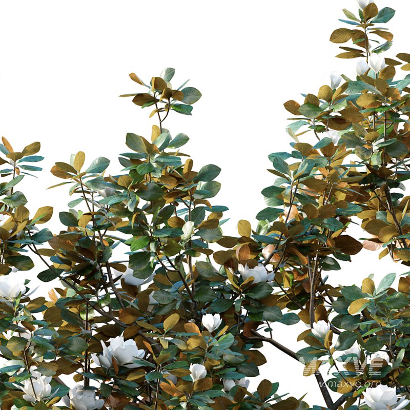 Magnolia grandiflora 02 - Image 2