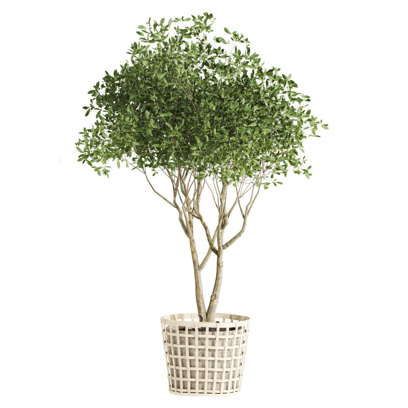 plants set - Image 2