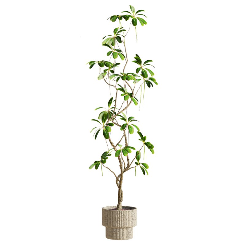 plants set - Image 4