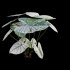 Caladium White Christmas – Angel Wings - Thumbnail 4