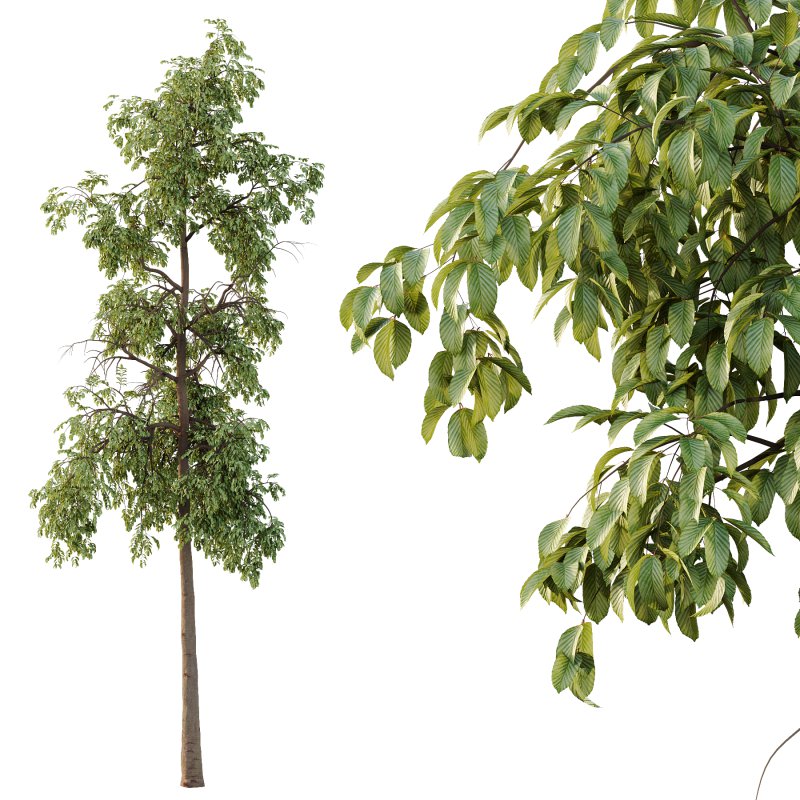 Parashorea Chinensis Tree 01 - Image 4