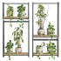 plants set on shelf - Thumbnail 2