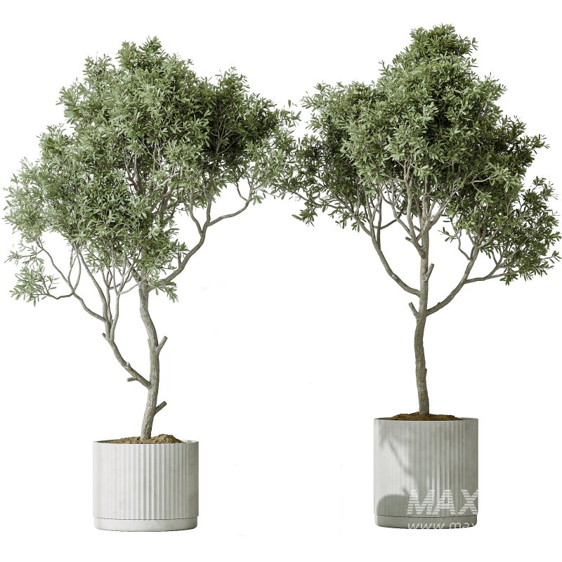 AV Indoor plants set 195 Mission Arbequina Olive and Ficus Microcarpa Moclame and Zamiifolia Araceae and ParadiseBird - Image 1