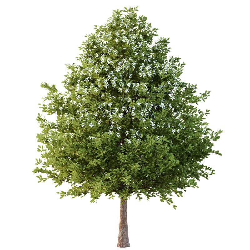 Michelia Maudiae Tree 03 - Image 4