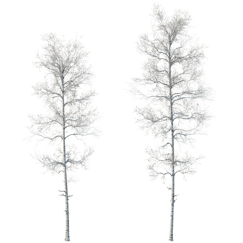 AV Plants Populus Tremuloides Winter Snow - Image 2