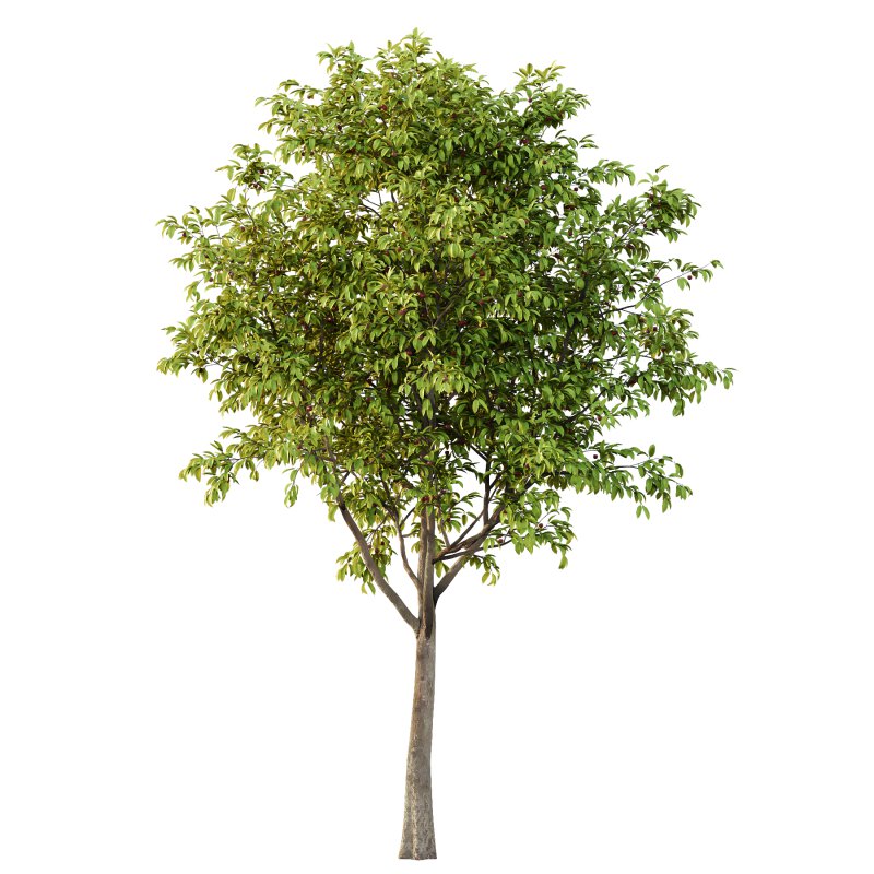 Prunus pseudocerasus Fruit Tree 02 - Image 3