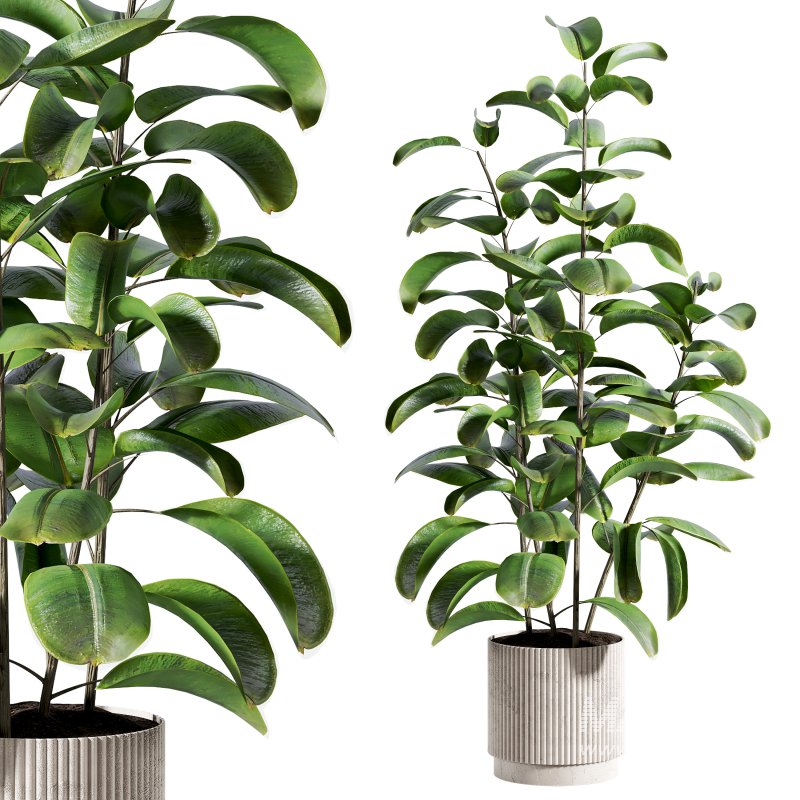 indoor plant 521 - Image 3