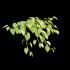 Epipremnum aureum – Money plant - Thumbnail 3