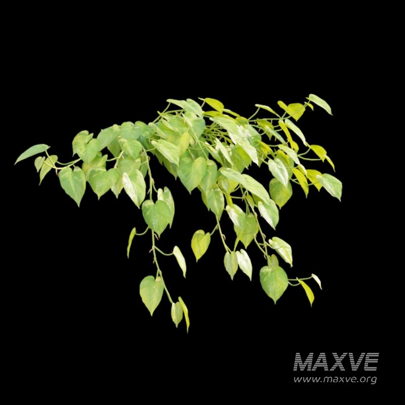 Epipremnum aureum – Money plant - Image 3