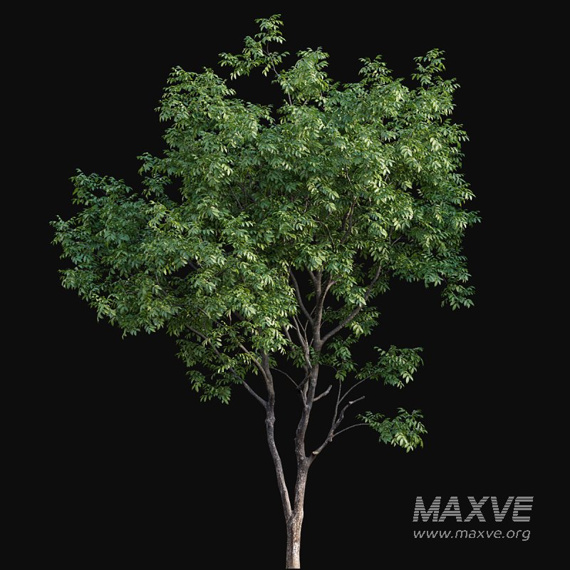 Juglans regia – Common walnut - Image 3