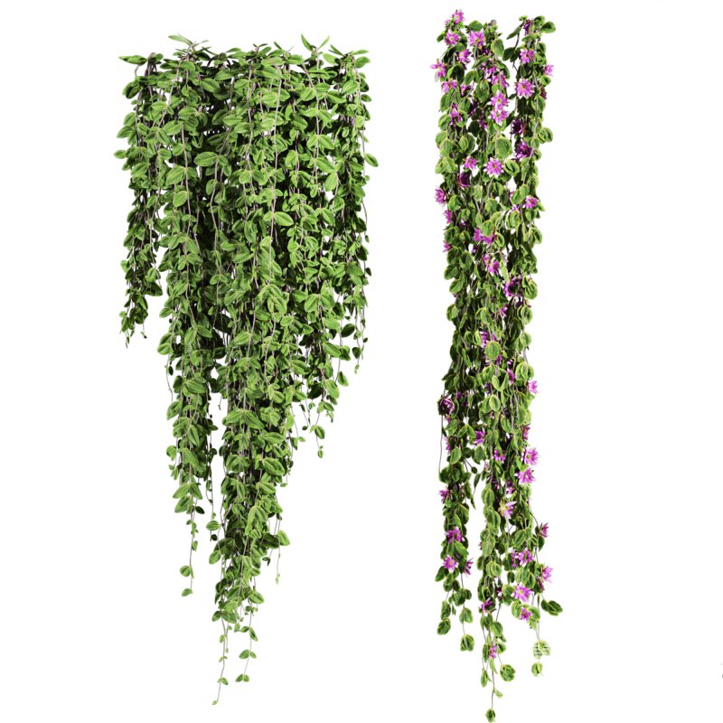 ivy plants - Image 3