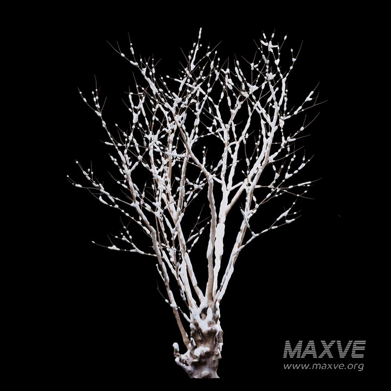 Barringtonia acutangula – winter – snow - Image 4