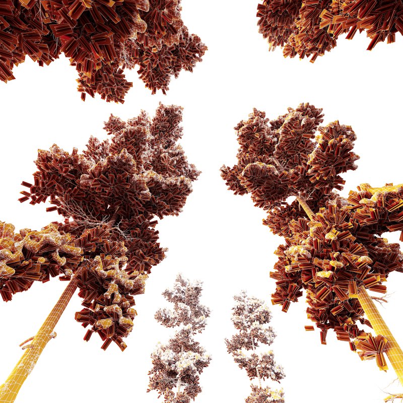 AV Plants Pinus Echinata Winter Snow Set02 - Image 4