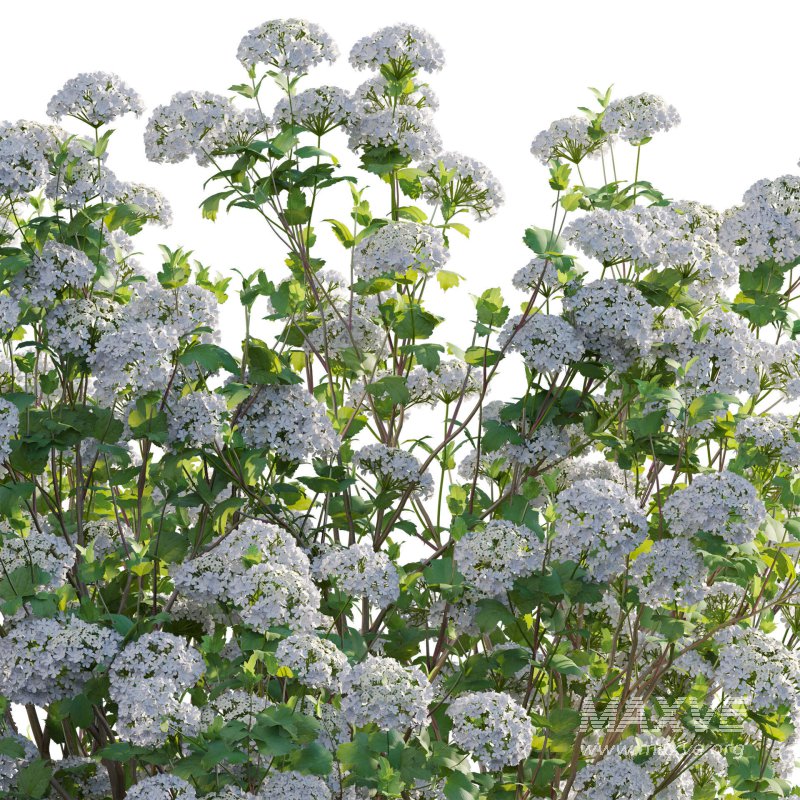 Viburnum opulus Roseum – European Cranberry bush 02 - Image 4