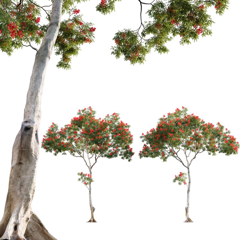 Dolonix regia – Royal Poinciana - Image 1