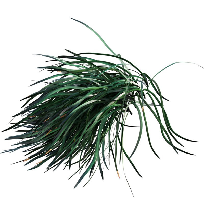Ophiopogon japonicus - Image 7