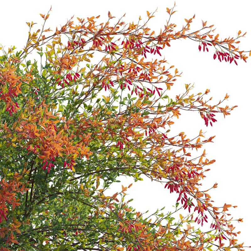 Berberis vulgaris – European barberry – Common barberry 02 - Image 6