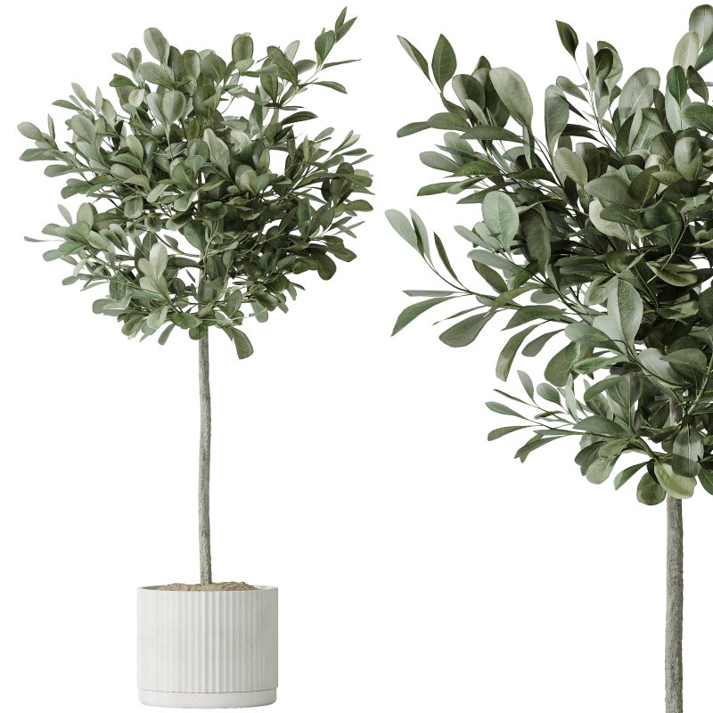 AV Indoor plants set 195 Mission Arbequina Olive and Ficus Microcarpa Moclame and Zamiifolia Araceae and ParadiseBird - Image 3