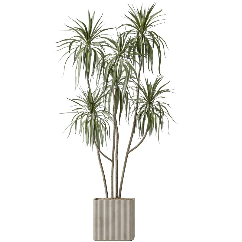 AV Indoor plants set 193 Mission Arbequina Olive and Lemon Lime Cane Dragon and Ficus African Fig and Green Sansevieria - Image 4