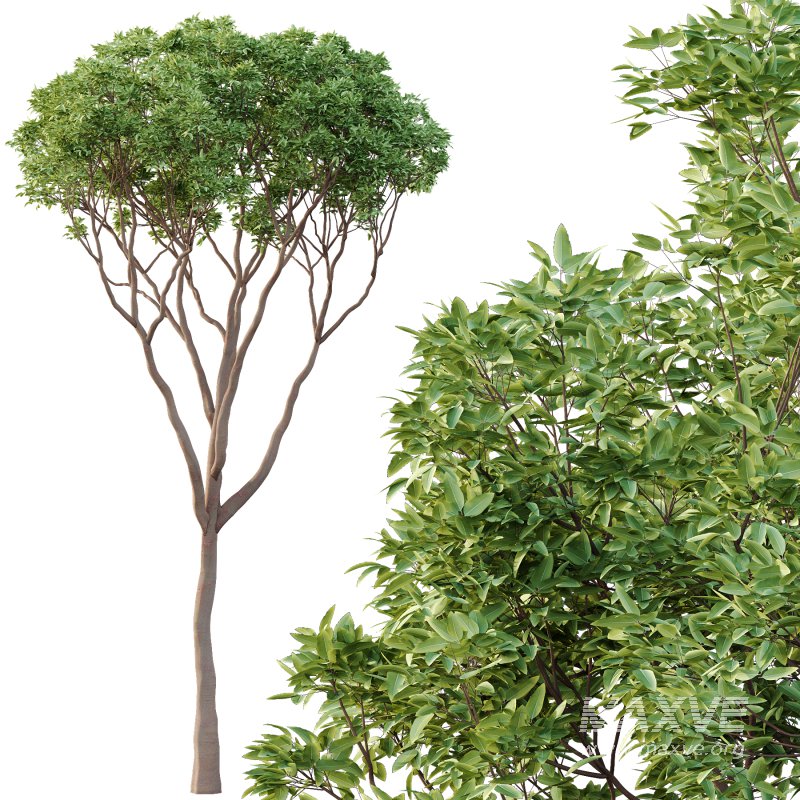 Eucalyptus Robusta Trees 09 - Image 3