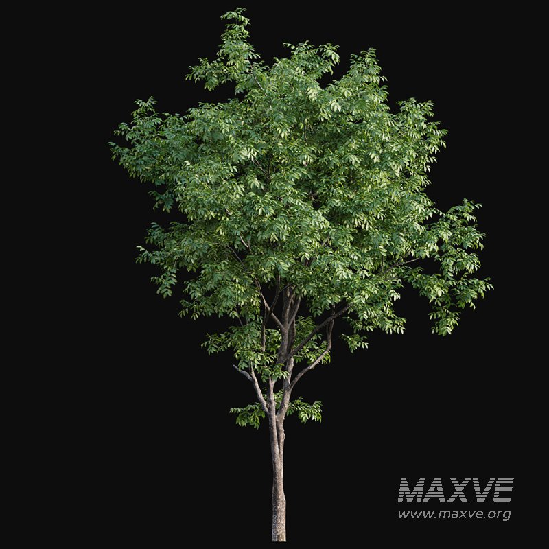 Juglans regia – Common walnut - Image 4