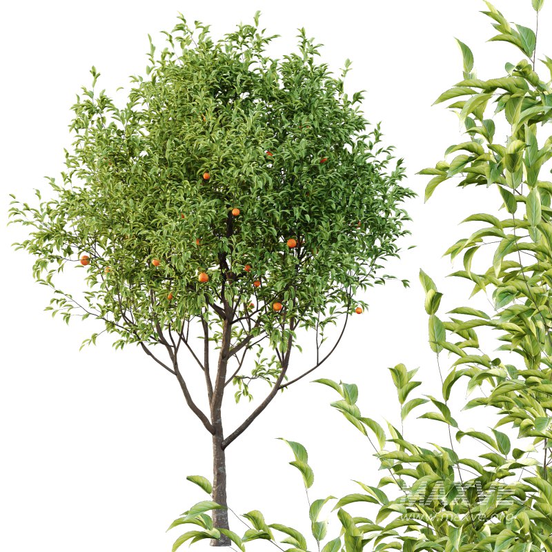 Diospyros Kaki Tree 02 - Image 4