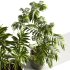 Indoor plants-plants in shelf set-172 - Thumbnail 3