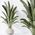 AV Indoor plants set 196 Citrus Fruit Orange and Arbequina Olive and Robusta Abidjan and Aloifolia Rostrata Palm and Banana Strelitzia Nicolai - Thumbnail 5