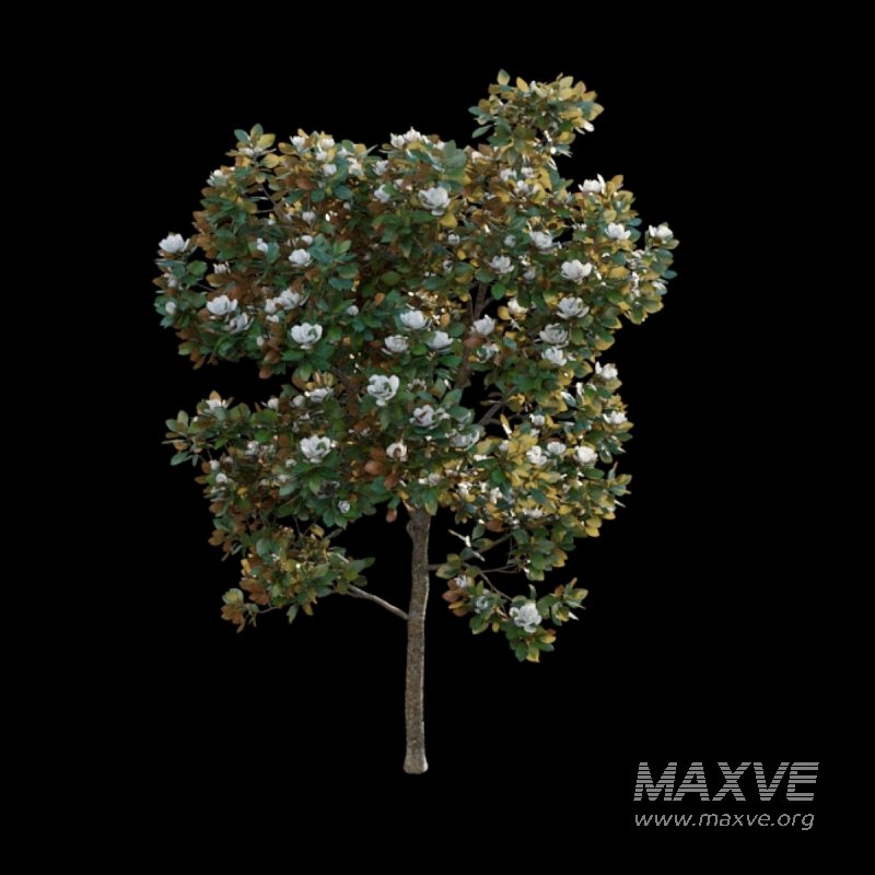 Magnolia grandiflora - Image 5