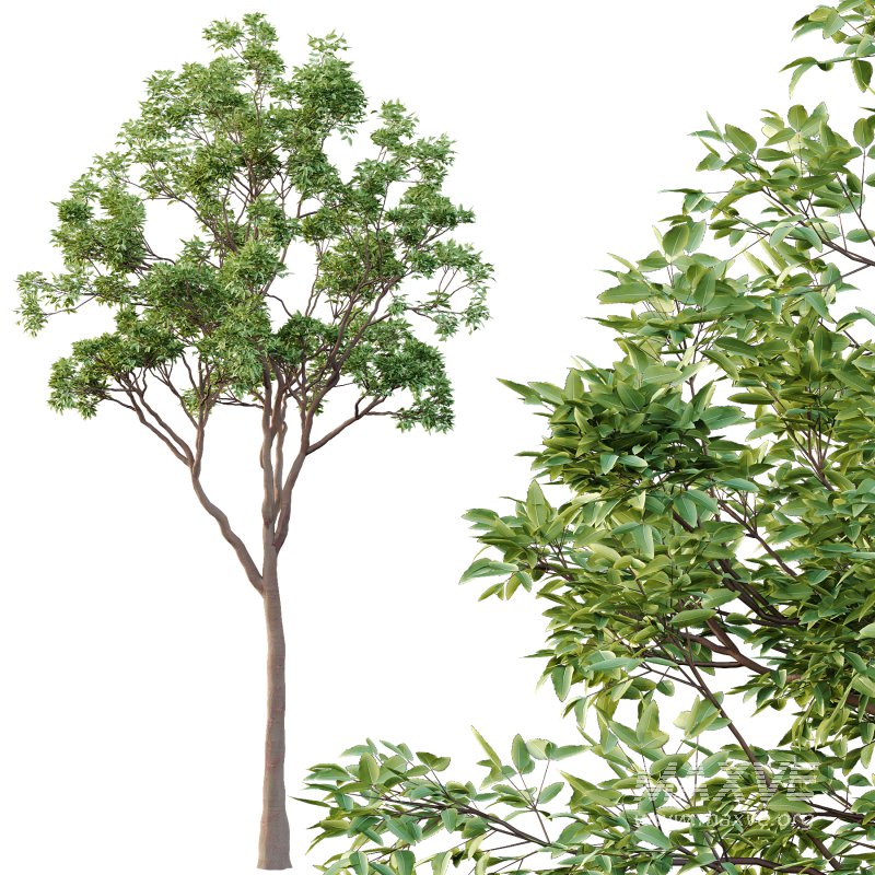 Eucalyptus Robusta Trees 10 - Image 3