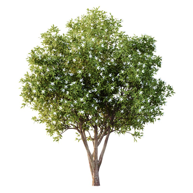 Michelia Maudiae Tree 01 - Image 2