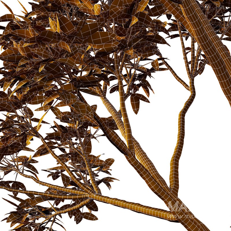 Eucalyptus Robusta Trees 10 - Image 4