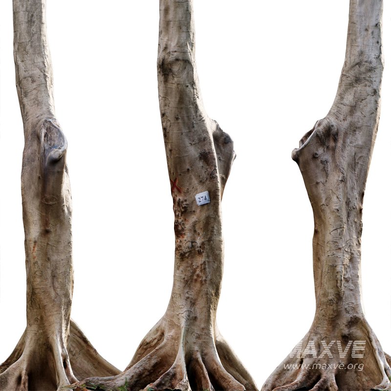 Cassia splendida – Golden Wonder Senna - Image 6