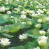 Nelumbo lutea – lotus - Thumbnail 2